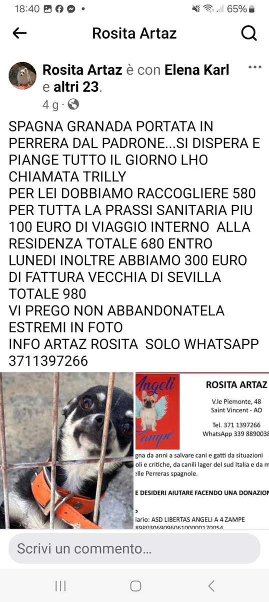 🆘🆘🆘🆘🆘🆘🆘🆘🆘🙏🙏🙏TRILLY È STATA PORTATA IN PERRERA, CONTINUA A PIANGERE.😭😭😭😭🆘🆘🆘🆘🆘🆘🙏🙏🙏🙏🙏