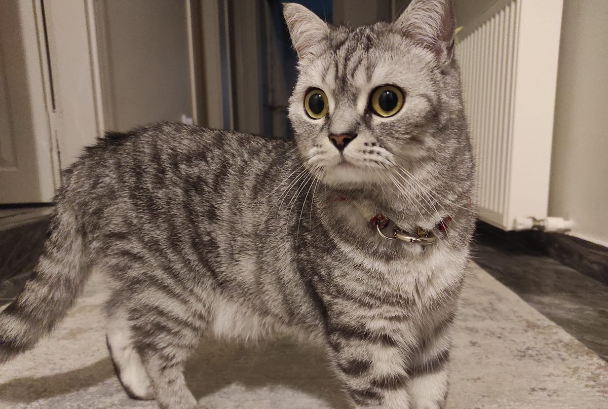 Oğlumuz Alex kayboldu ismini biliyor görenler buradan ulaşabilir <a href="/GOPBelediyesi/">Gaziosmanpaşa Belediyesi</a> @gopbarbaros