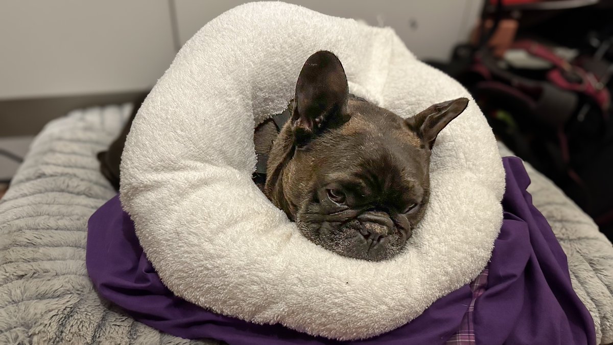 I habs a ulcer on my eye, but mumma and Dr Kevin are helping it get better. I has a beethan collar for going out, &amp; a donut mum made for me when I sleeps. I iz so lucky an I keeps on smiling 💕💕