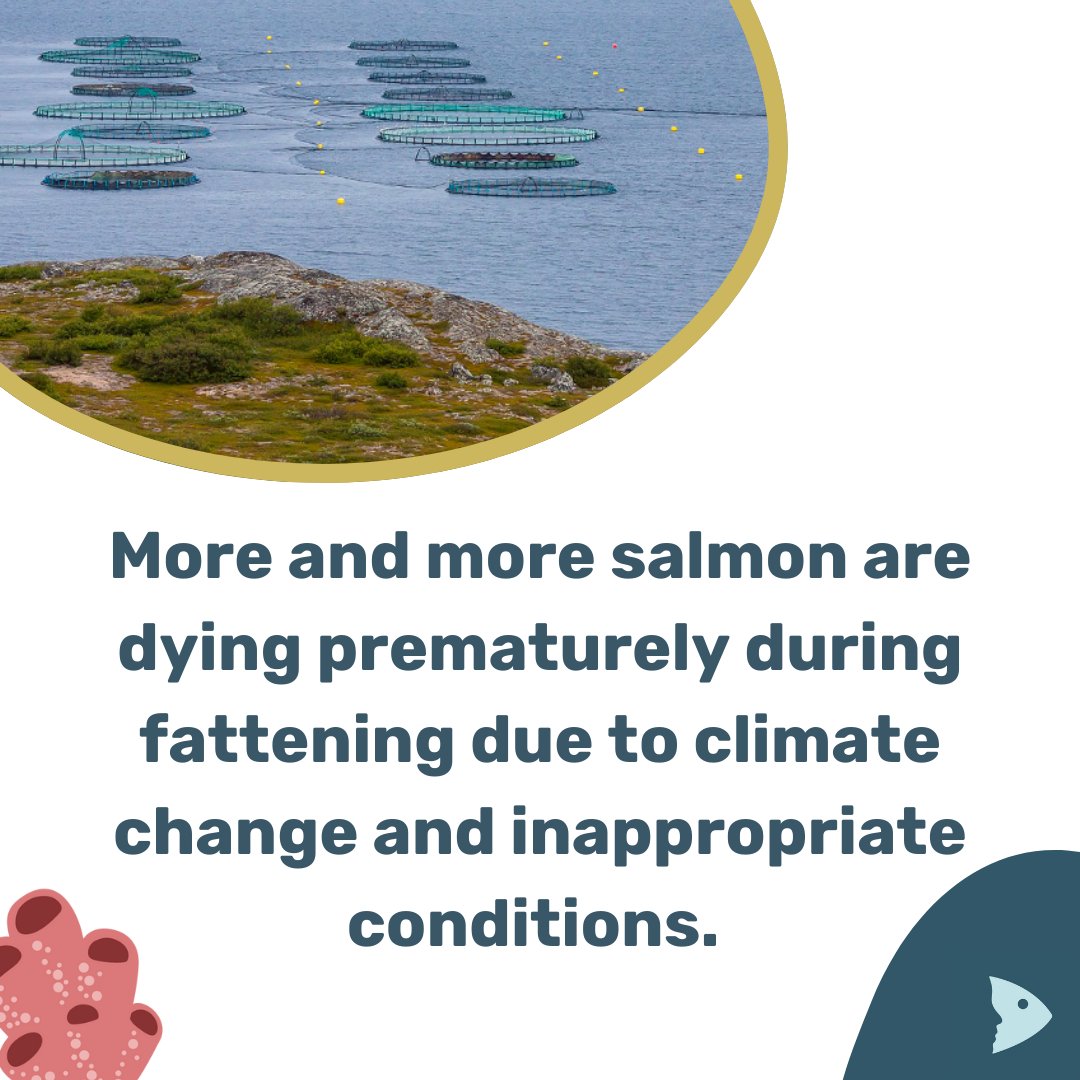 🌊🐟 Alarming news from the salmon fattening industry! 🚨 More and more farmed salmon are dying prematurely in Norway &amp; Scotland. 

Reasons: Climate change 🌍 &amp; not species-appropriate husbandry.🤖

📲 Read more: https: shorturl.at/taaRn

📷: LTapsaH-Pixabay.com