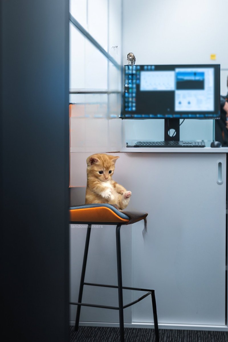 another day another oscat 🐈🧡