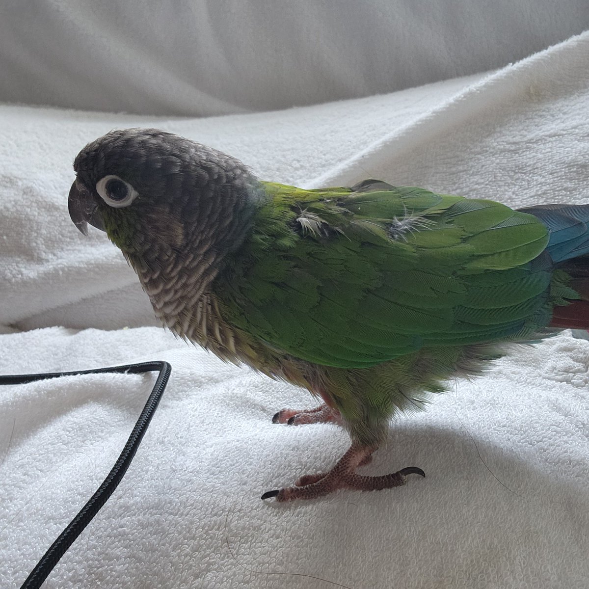 울집 원조 애교쟁이