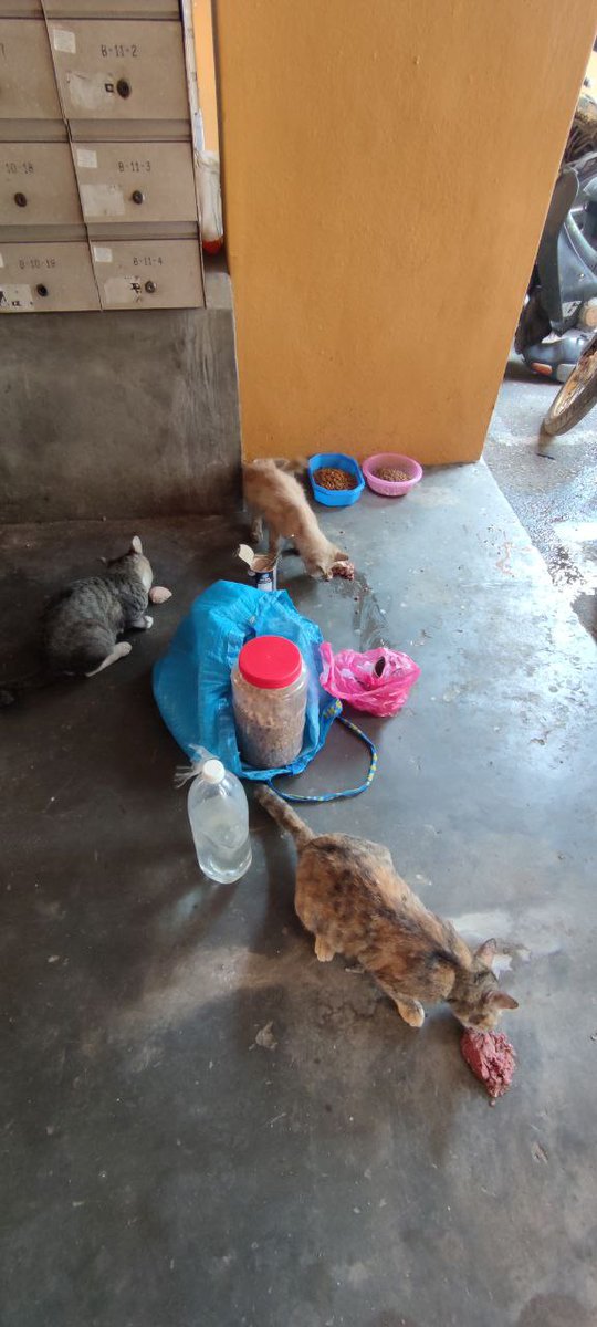 Cintabulus's tweet photo. 𝘼𝙠𝙩𝙞𝙫𝙞𝙩𝙞 𝙨𝙪𝙠𝙖𝙧𝙚𝙡𝙖𝙬𝙖𝙣 𝙠𝙖𝙨𝙞𝙝..
30 JULAI 2024 (SELASA) oleh SUKARELAWAN KASIH, disekitar PPR KEMPAS.
.
Jika Tuan/Puan tidak boleh berkorban masa dan tenaga setidaknya Tuan/Puan boleh bersama-sama kami memberi makan harian dan keperluan haiwan jalanan dengan hulurkkan sumbangan membantu kebajikan haiwan jalanan,
.
Kami sediakan kemudahan Tuan/Puan menyumbang untuk haiwan jalanan :
https://t.co/rpWVAfYzwU
https://t.co/rpWVAfYzwU
.
𝐂𝐢𝐦𝐛 𝐛𝐚𝐧𝐤
8605683021
Pertubuhan Kasih Haiwan Jalanan Malaysia
.
#pertubuhankasihhaiwanjalananmalaysia