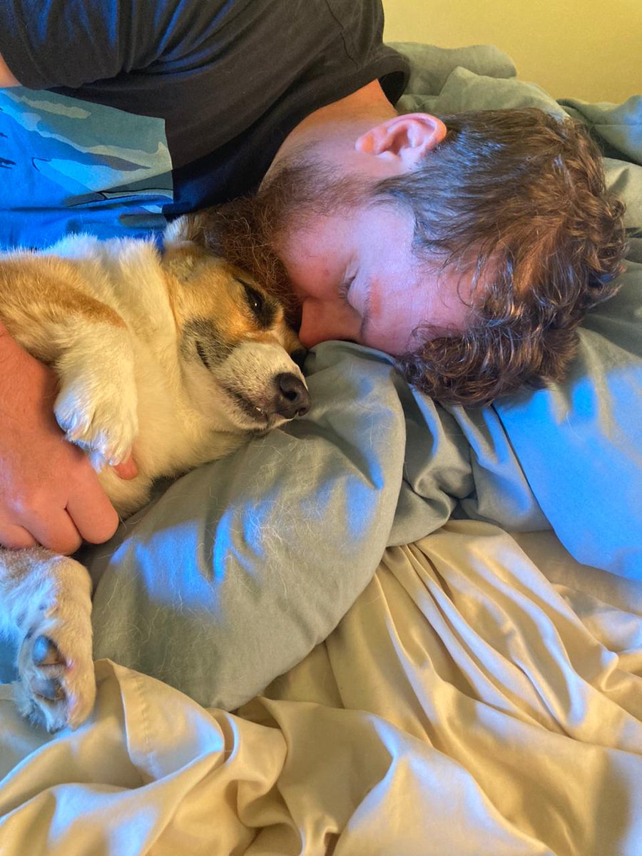 San Miguel de Allende's Unofficial Corgi Mayor tweet media