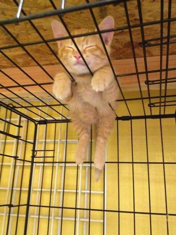 strange cat pictures tweet media