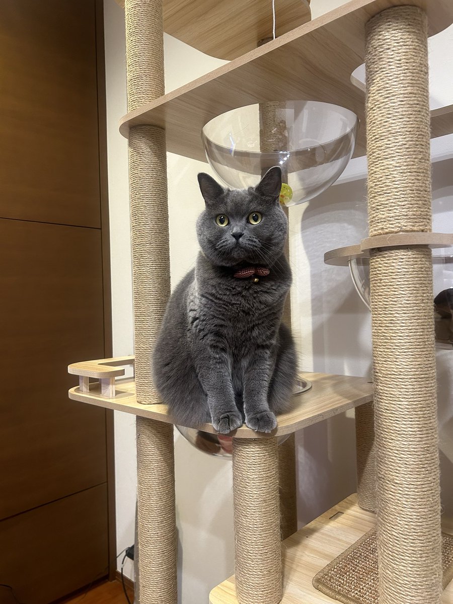 i_gnt3's tweet photo. キャットタワーだよ！
まだ上まで登れないよ！
#ブリティッシュショートヘア https://t.co/16uddQcbNc