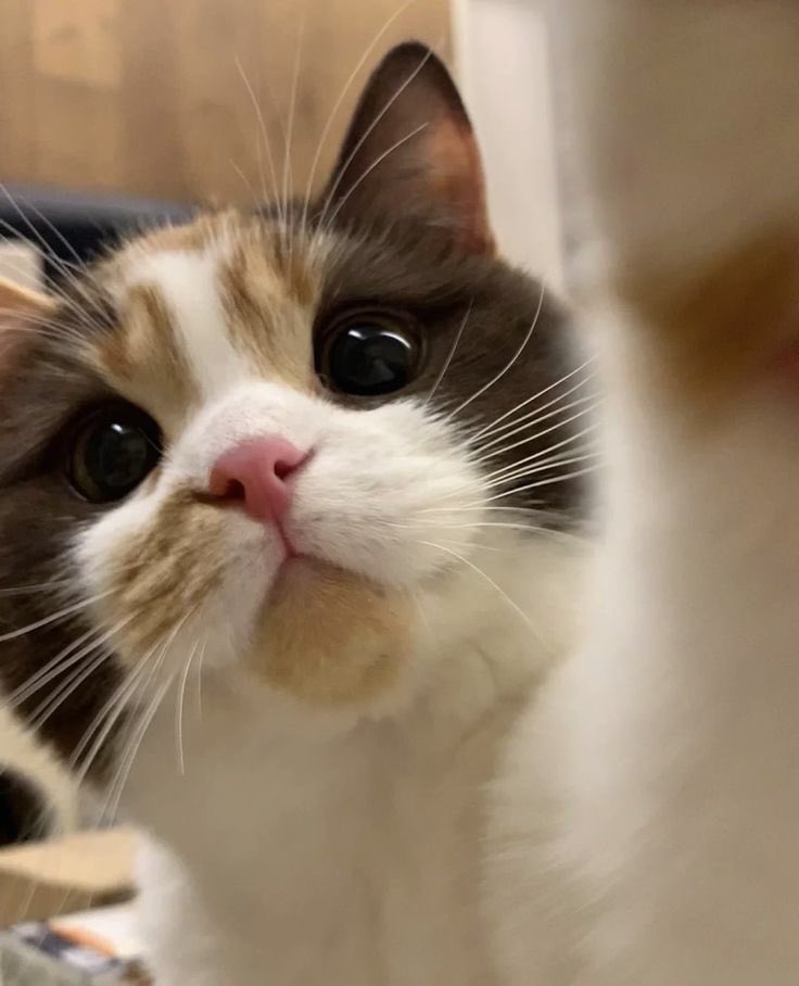 🐈‍⬛ (@pgwkcat) on Twitter photo 