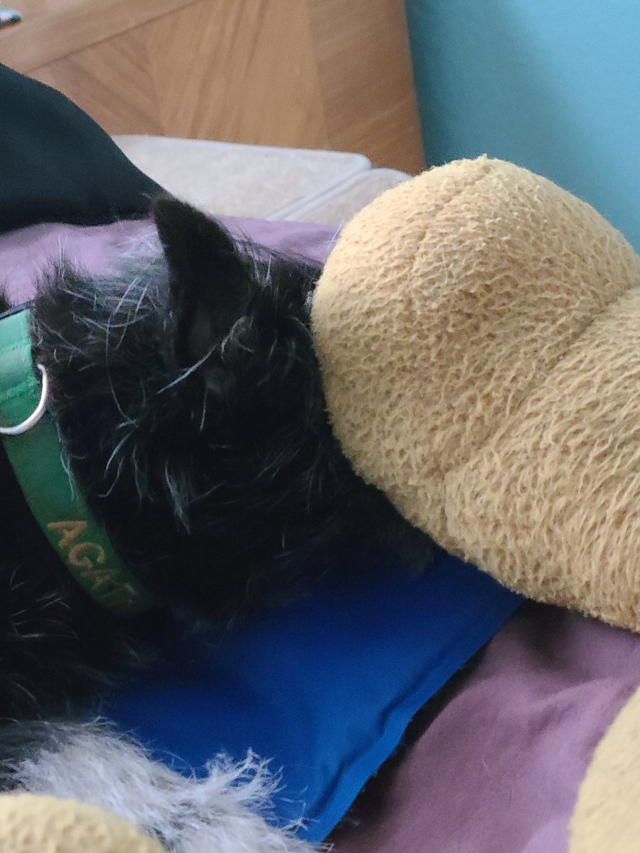 The stages of Agatha's nap.