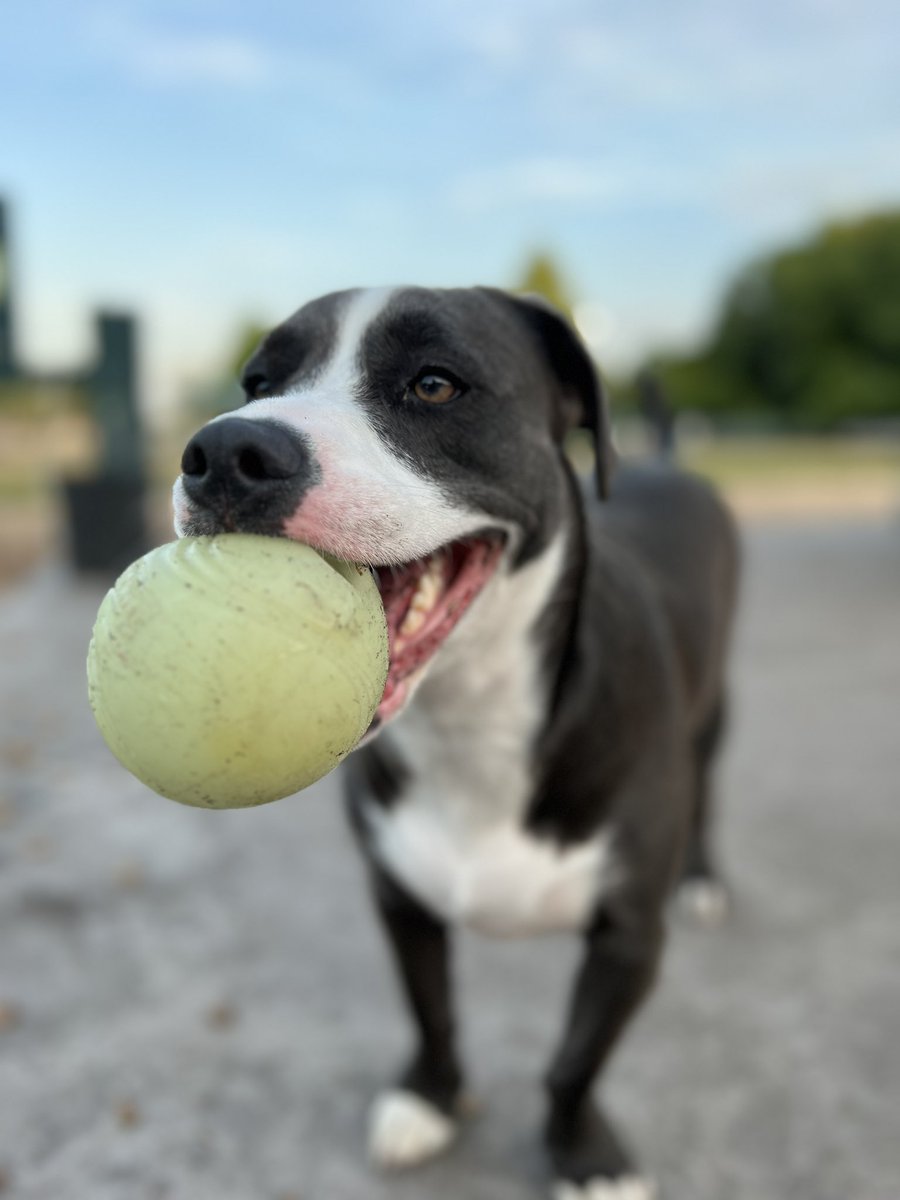 Oh hey. It’s been a while. I’m alive and just living the good life with my dog 🥰 we are thinking about leaving Florida though and open to suggestions on good places to live 😁