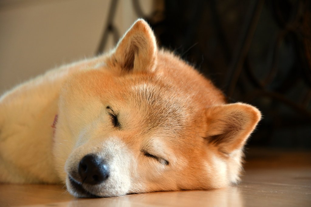 Neiro Inu tweet media
