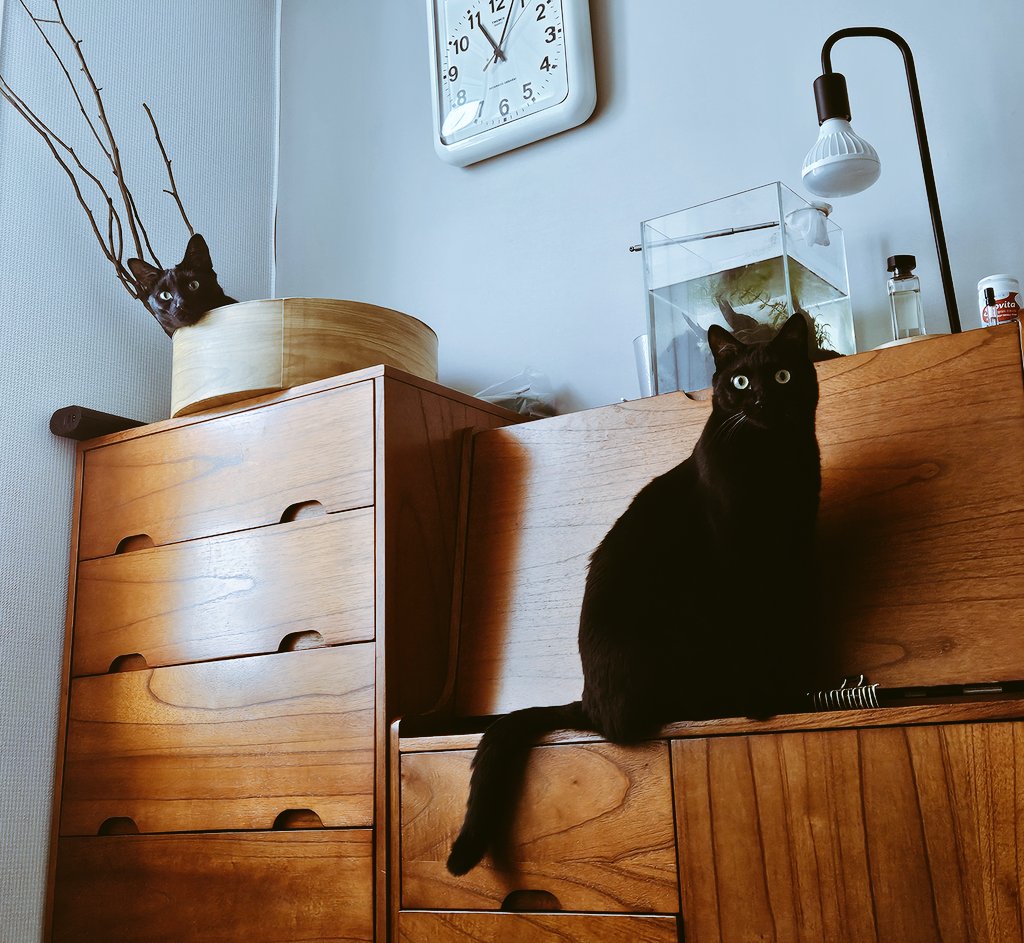 dotkavi's tweet image. ㅍ.ㅍ ㅇ.ㅇ