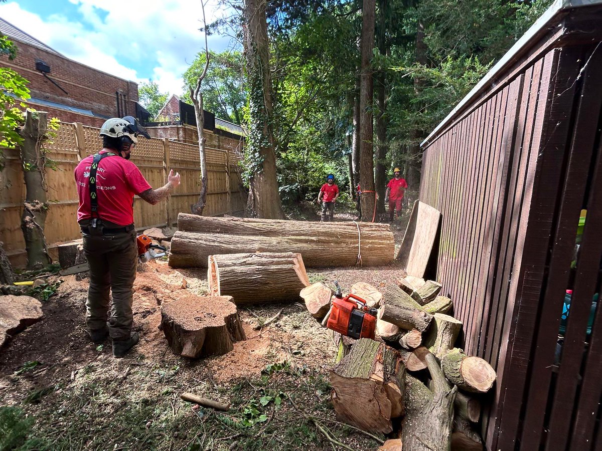 PrimaryTreeSurg's tweet photo. Cupressus in a tight spot with serious basal decay…a lovely tree &amp; a great shame it had to come down.  

Amazing #teamwork by the men &amp; woman in our team, who undertook the job methodically &amp; safely, sharing skills &amp; knowledge along the way. 

#treesurgery #treeesurgeons #arb https://t.co/ZDRz0mFrBE