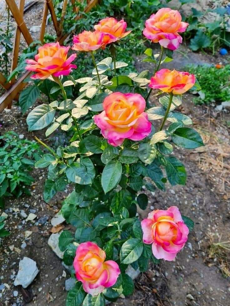 जिन्दगीमा सकिन्छ उड्नुस उड्न सकिन्न भने गुड्नुस गुड्न पनि सकिन्न भने हिड्नुस तर हिड्न पनि सकिन्न भने जिन्दगीलाई नघिसार्नुस। मजा आउन्न।