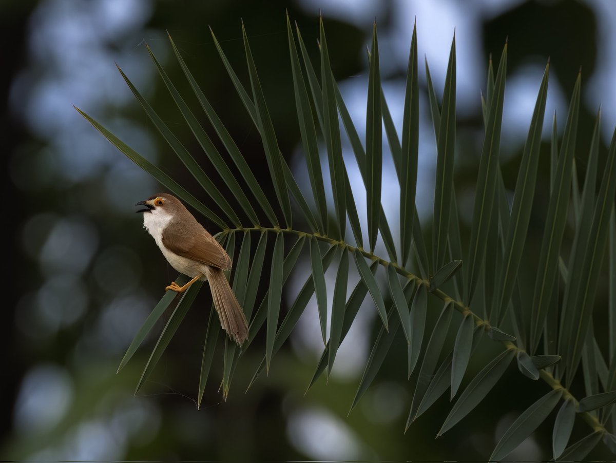 Jyotiraditya Pinaki Panda (@pinakipanda90) on Twitter photo Yellow Eyed Babbler
Sonepur,Odisha
Canon 200d ii
Canon Ef L 100-400mm
<a href="/AnimalPlanet/">Animal Planet</a> <a href="/Canon_India/">CANON India</a> <a href="/NatGeo/">National Geographic</a> <a href="/NatGeoIndia/">Nat Geo India</a> <a href="/NatureIn_Focus/">Nature inFocus</a> <a href="/odisha_tourism/">Odisha Tourism</a> Yellow Eyed Babbler
Sonepur,Odisha
Canon 200d ii
Canon Ef L 100-400mm
<a href="/AnimalPlanet/">Animal Planet</a> <a href="/Canon_India/">CANON India</a> <a href="/NatGeo/">National Geographic</a> <a href="/NatGeoIndia/">Nat Geo India</a> <a href="/NatureIn_Focus/">Nature inFocus</a> <a href="/odisha_tourism/">Odisha Tourism</a>