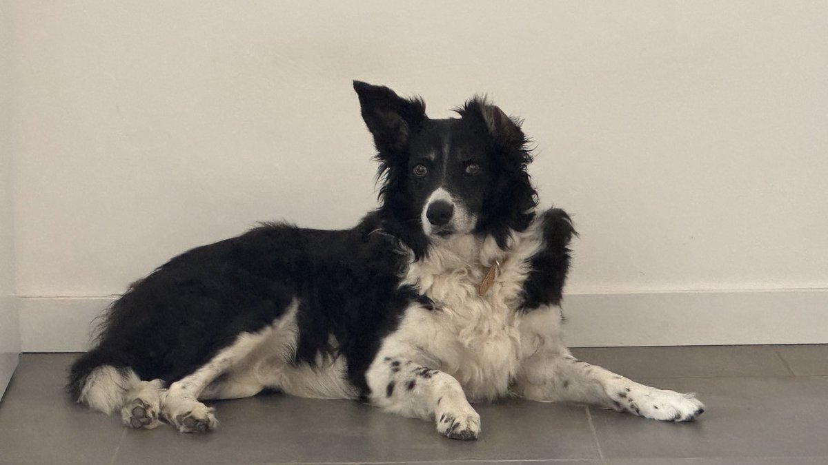 Bonne journée les amis 🐾🥰😘