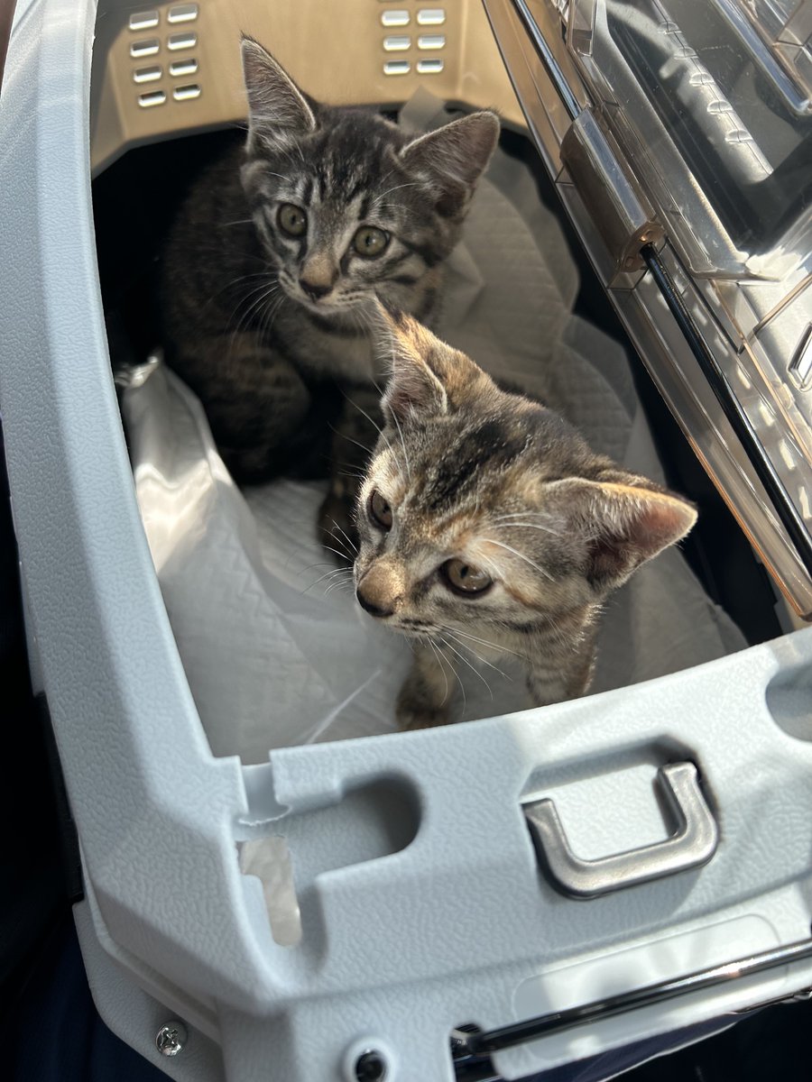 唯斗🐈‍⬛🐈 tweet media