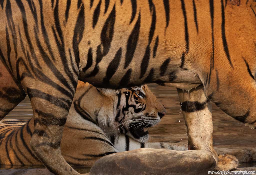 Draksphotos's tweet photo. Tiger, Panna Tiger Reserve. #panna #tigers #cub #tigerReserve #P151 #PannaTigerReserve https://t.co/ioYI94l52T