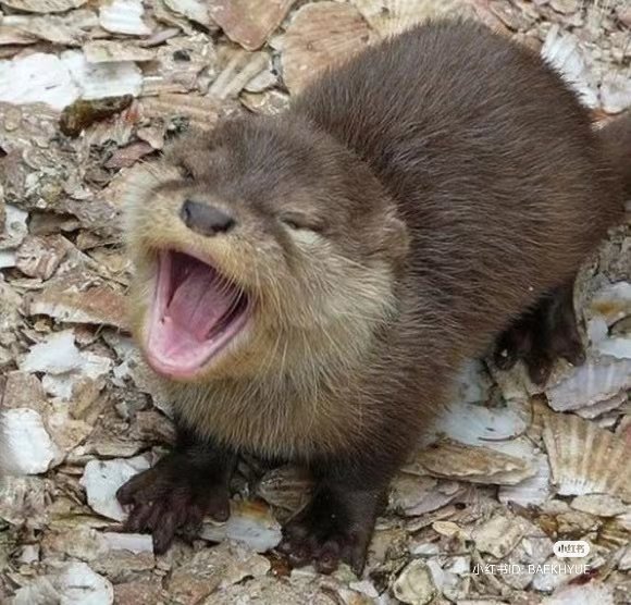 happy otter 🤍🦦