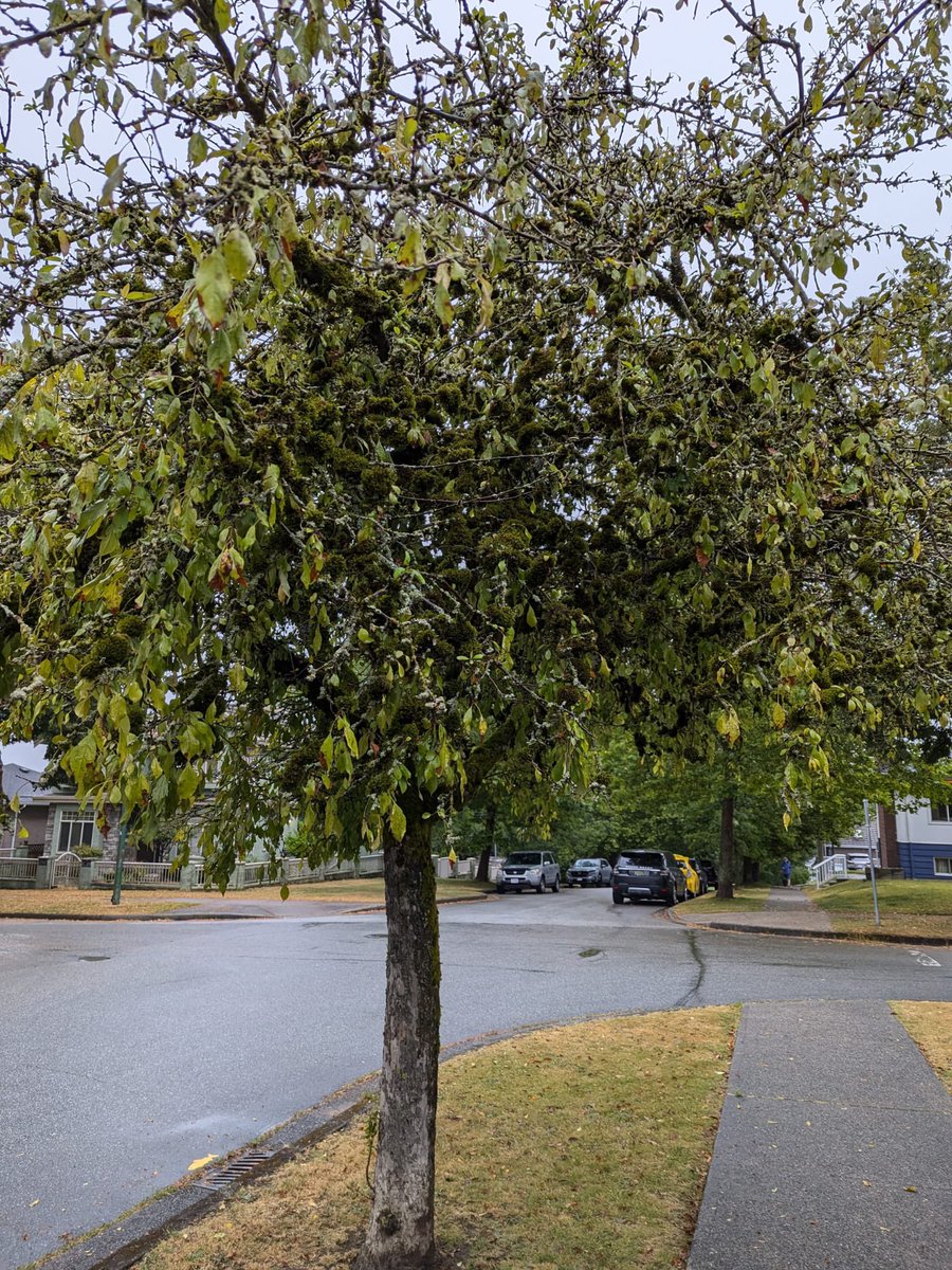 CollingwoodcpcC's tweet photo. It was a wet Monday evening, July 29/34.
@CollingwoodCPC 1st #patrol was out in the #Vancouver
#Community.
#volunteer run
#Team, w/
Juan
Stephen
Markus
#madeadifference tonight by reporting issues, such a low hanging branch.
#cleanup was arranged.
We aim to serve, rain or shine. https://t.co/JlQ74u6B11