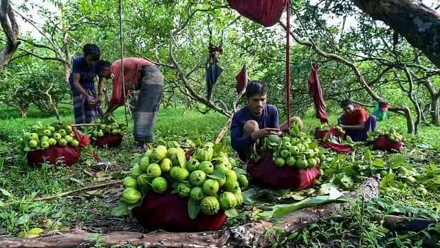 চট্টগ্রামের চন্দনাইশের কাঞ্চন পেয়ারা এখন বাজারে