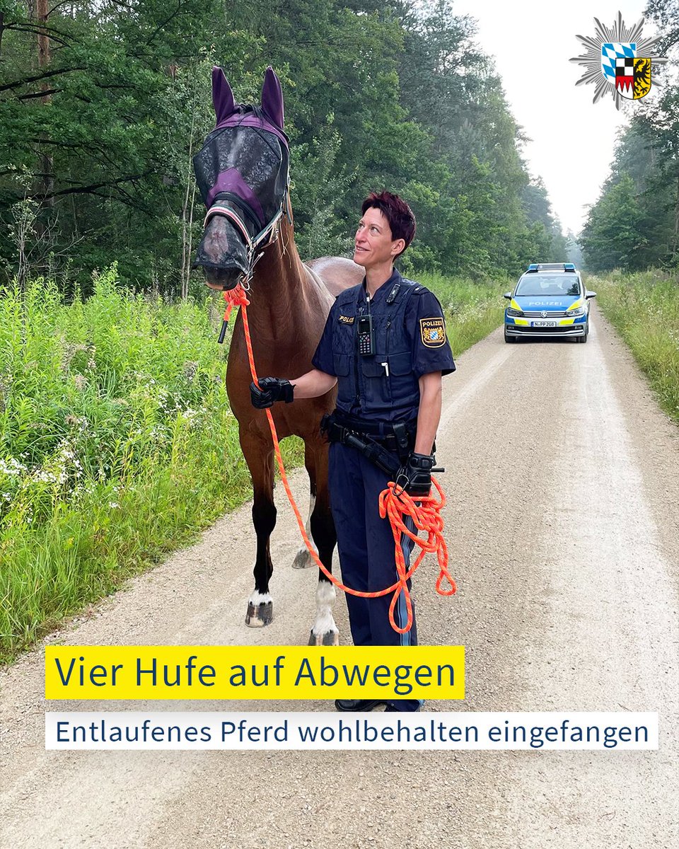 PolizeiMFR's tweet image. Anfang Juli meldete ein Bürger ein entlaufenes #Pferd im Wald bei Tennenlohe. Eine Streife fand das Tier nach einer Stunde auf einem Feldweg und fing es ein. Es wurde sicher an den Stallbetreiber übergeben. Der Grund für den Ausbruch bleibt unbekannt.