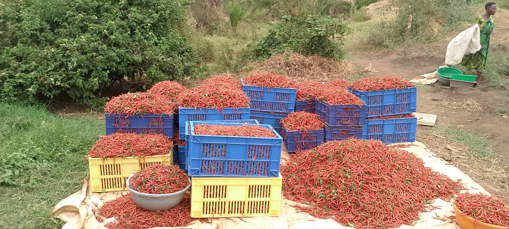 UsengimanaEric8's tweet image. TESTIMONY 

The #Cobacco Youth Cooperative cultivates Tiger pepper in #Ndego sector,@KayonzaDistrict.They view farming as a professional path to wealth,believing that with professional methods,agriculture is a lucrative and sustainable career.
#SupportYouthInAg 
#AgInfluencersRw