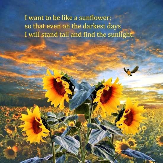 🦜Phoenix & Sage Conure🎀 (@amazinglyjordan) on Twitter photo 