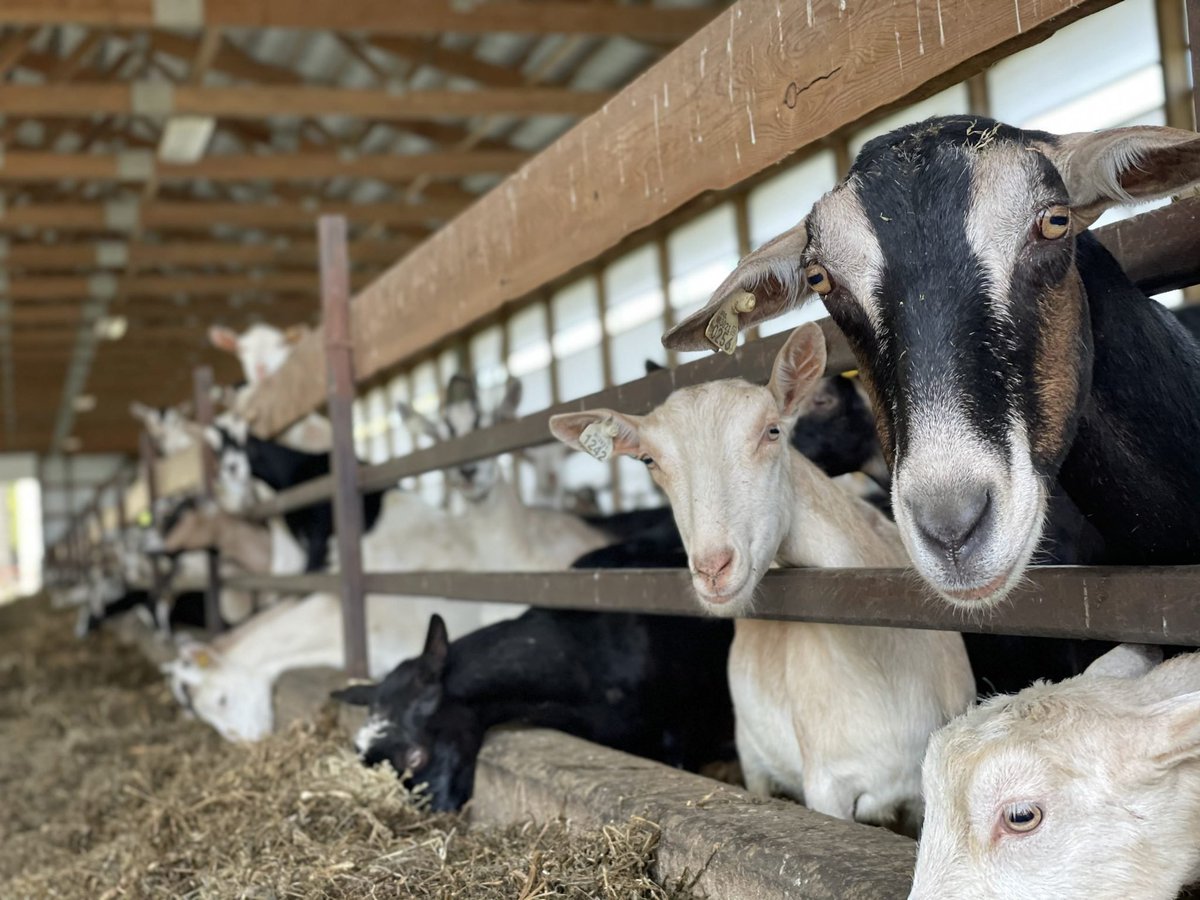 Agrinsiderhq's tweet photo. Do you plan to join goat farming if you get the opportunity?

Kindly like, repost, and leave a comment; let's see who is interested.

We will soon provide free guidance on how to run a successful goat farm. https://t.co/DqZ2YcOamN