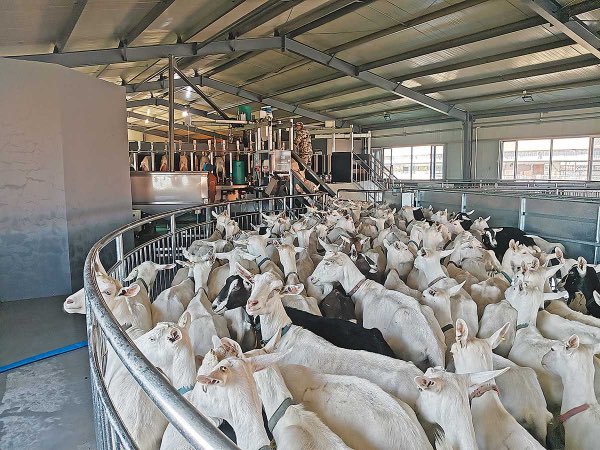 Agrinsiderhq's tweet photo. Do you plan to join goat farming if you get the opportunity?

Kindly like, repost, and leave a comment; let's see who is interested.

We will soon provide free guidance on how to run a successful goat farm. https://t.co/DqZ2YcOamN