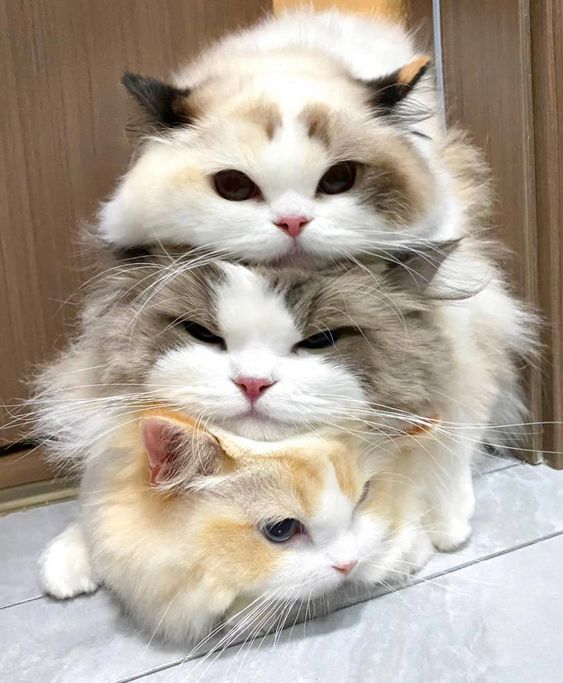 cutest cats tweet media