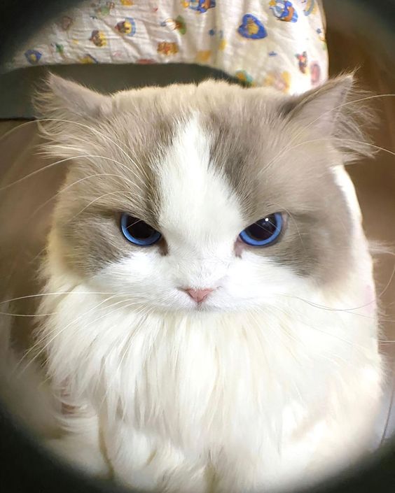 cutest cats tweet media
