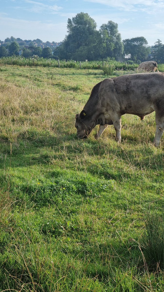 When you despair of the world around you, go searching for tranquility. Love and prayers are with those in Southport. #Sudbury #WaterMeadows