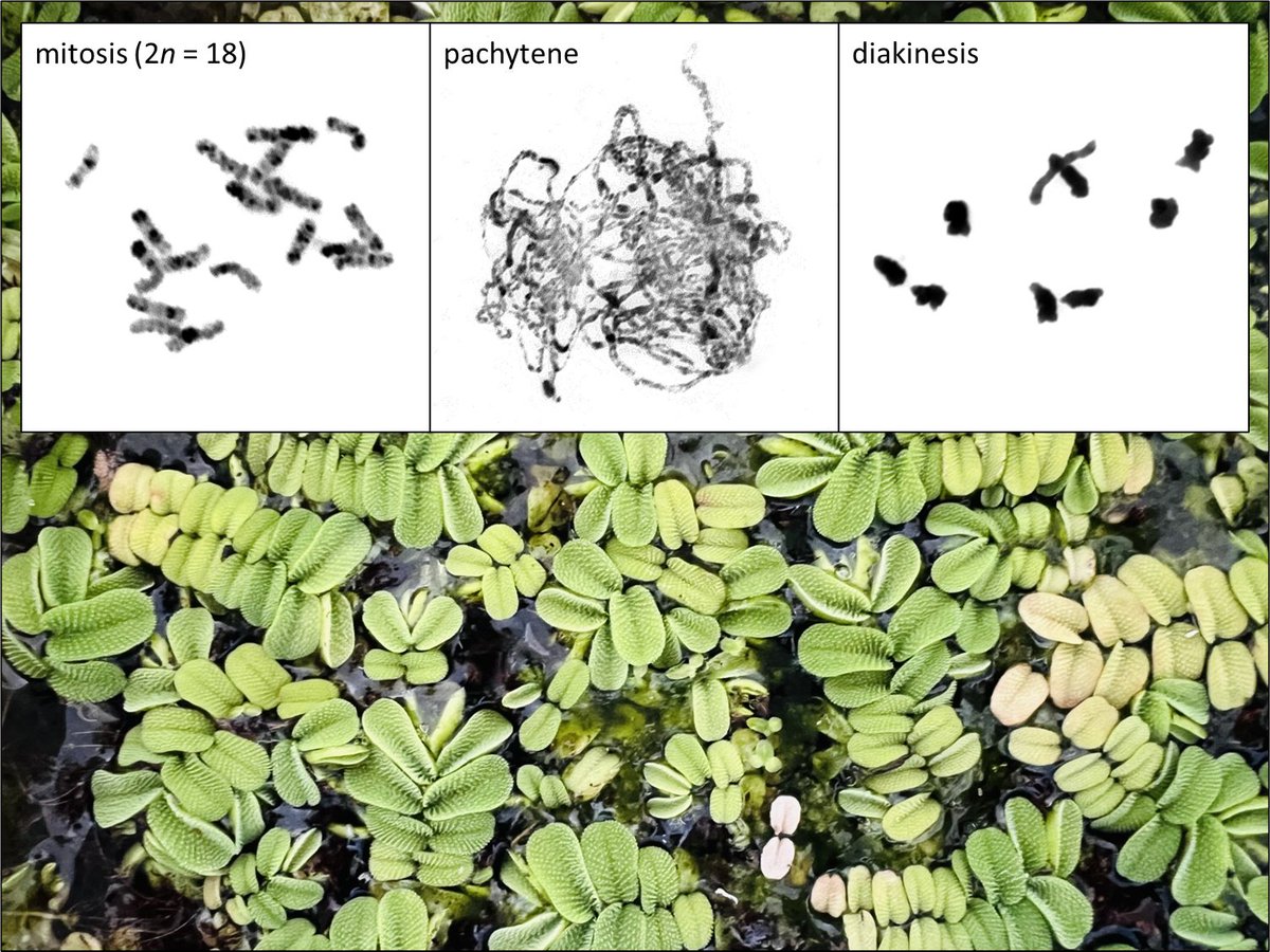 Terezie Mandakova tweet media