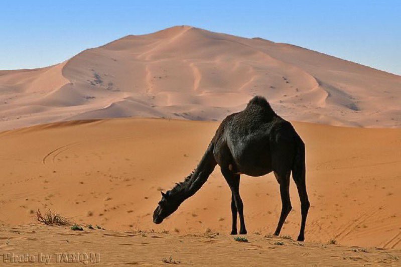 mfqm14021's tweet photo. #صورة_شعرية 
سوداً كما النّيل كنها حمّة المُرّه
لا من جلاها نهار الغيم ودّانِ

"عبدالله الدندان".
….
شبّه الشاعر "ناقتة السوداء الغرابية" بلون (الحمّة) إذا غسلها المطر، وهي: جبل أسود فاحم، و(المُرّة): بئر حولها في بلاد قومه، شمال الهضب، وجنوباً من السّوادة في عالية نجد الجنوبية. https://t.co/sLToyxAKEU