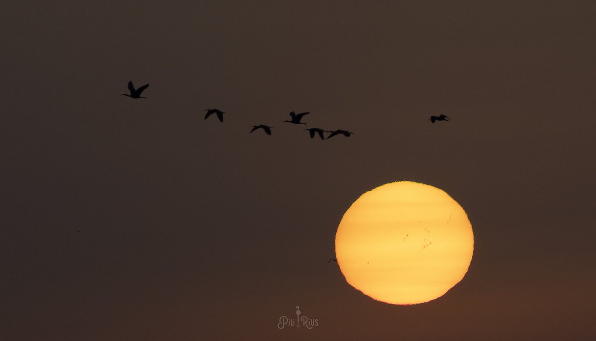 Pili Rius (@piliriuss) on Twitter photo Nit de mal dormir i albada sahariana al #deltadelebre. Fins i tot s'aprecien taques solars . <a href="/eltempsTV3/">El temps</a> #eltempstv3 #eltemps3cat <a href="/meteocat/">Meteocat</a> <a href="/MeteoMauri/">MeteoMauri</a> <a href="/jjanue/">Jofre Janué @jjanue.bsky.social</a> <a href="/enricagud/">enric agud 🌕</a> <a href="/nestor_meteo/">Néstor Gómez</a> <a href="/SoniaPapell/">Sònia Papell</a> <a href="/tiempobrasero/">Tutiempo</a> #tutiempo <a href="/ElTiempoA3/">El Tiempo de Antena 3</a> <a href="/MeteoredES/">Meteored | tiempo.com</a> Nit de mal dormir i albada sahariana al #deltadelebre. Fins i tot s'aprecien taques solars . <a href="/eltempsTV3/">El temps</a> #eltempstv3 #eltemps3cat <a href="/meteocat/">Meteocat</a> <a href="/MeteoMauri/">MeteoMauri</a> <a href="/jjanue/">Jofre Janué @jjanue.bsky.social</a> <a href="/enricagud/">enric agud 🌕</a> <a href="/nestor_meteo/">Néstor Gómez</a> <a href="/SoniaPapell/">Sònia Papell</a> <a href="/tiempobrasero/">Tutiempo</a> #tutiempo <a href="/ElTiempoA3/">El Tiempo de Antena 3</a> <a href="/MeteoredES/">Meteored | tiempo.com</a>