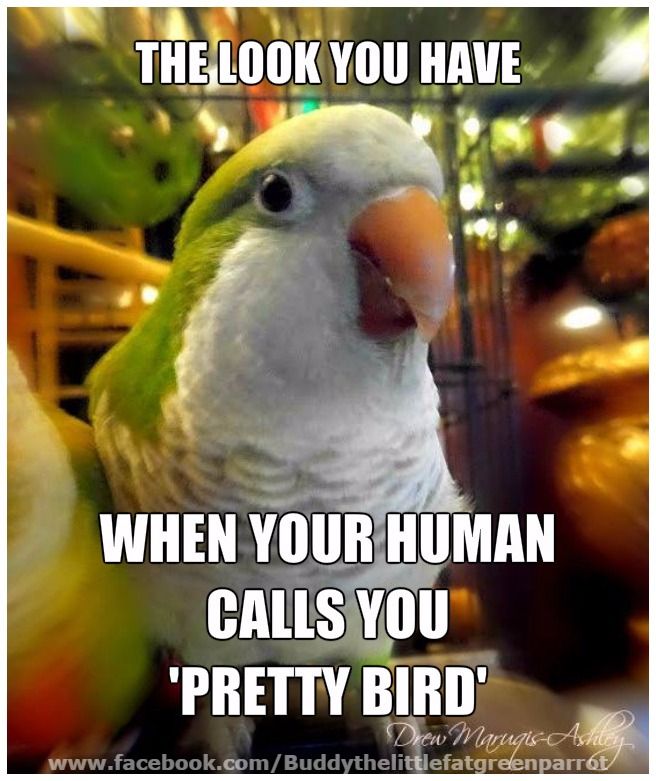 🦜Phoenix & Sage Conure🎀 (@amazinglyjordan) on Twitter photo 