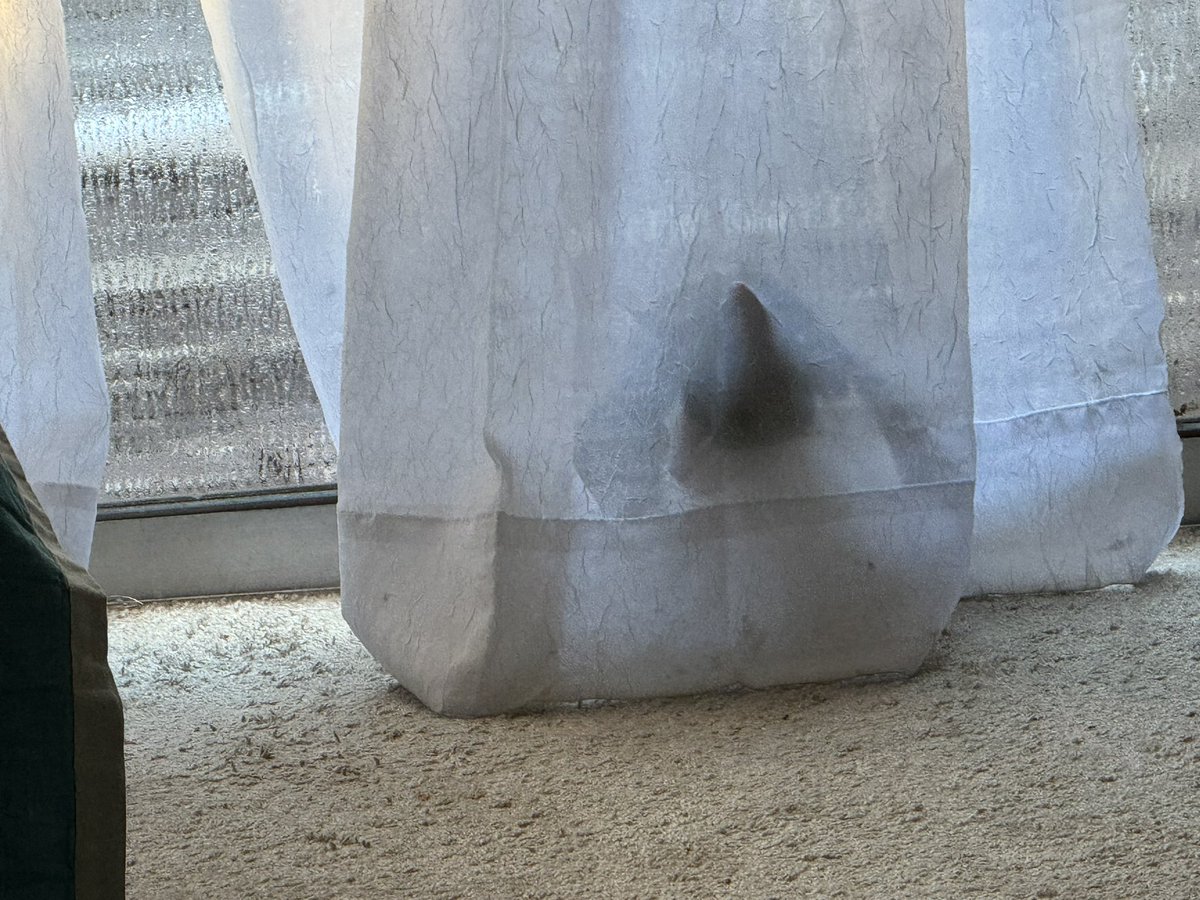 kyjablue's tweet image. Chessie thinks we can’t see him through the sheer curtains. #CatsOfTwitter #CrazyCatLady #TuxedoCatsOfTwitter #Cats #VoteBlue