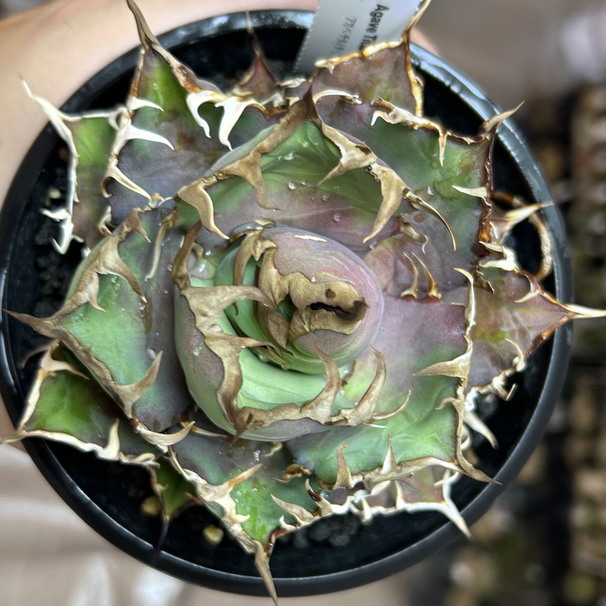 スーパーチタノタ カクタスグリーン 親株 カクタスグリーン スーパーチタノタ Agave ”super titanota