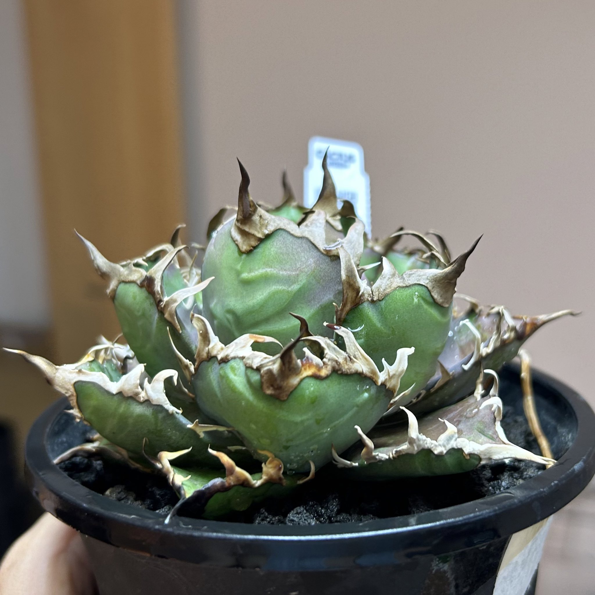 スーパーチタノタ カクタスグリーン 親株 カクタスグリーン スーパーチタノタ Agave ”super titanota