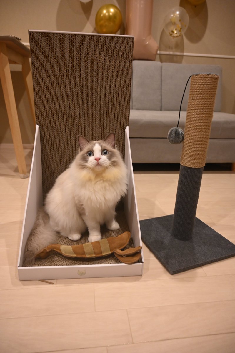 誕生日プレゼント
エビはまだ警戒中