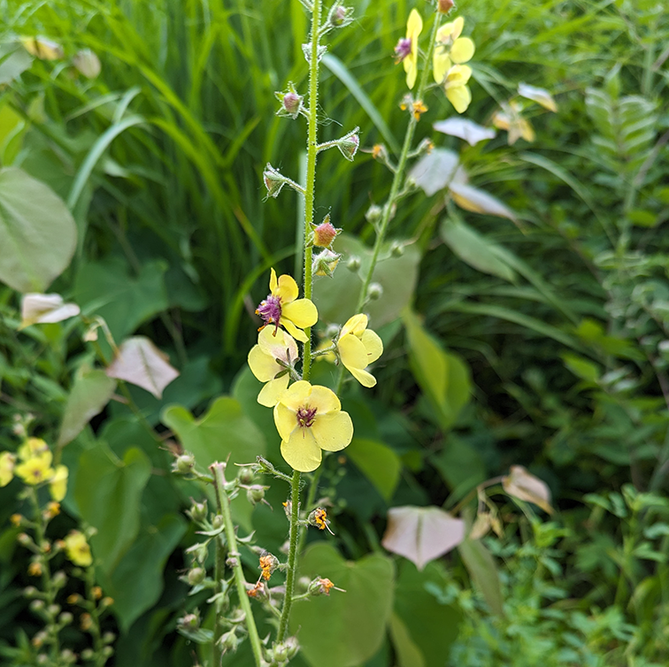 CernunnosF's tweet photo. A lovely but vilified "weed". Moth Mullein - Verbascum blattaria https://t.co/PGfMHnaoxz #tuesdaychecklist #FlowersOfTwitter @yellow #yellow #weeds #Nature #pretty https://t.co/7RCpA7NQ1L