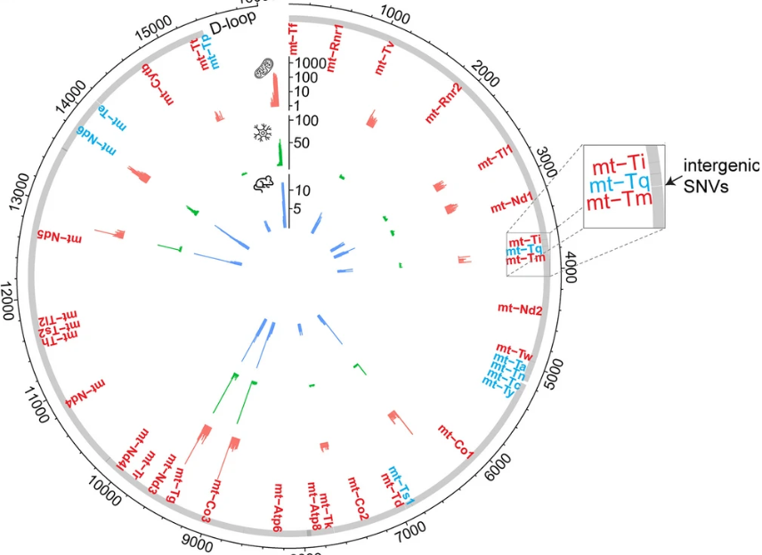 BMC Biology (@bmcbiology) on Twitter photo New #openaccess #research from James Eberwine, <a href="/DavidIssadore/">david issadore</a> and co. points to distinct mechanisms of clonal expansion and segregation of #SNVs in different regions of the #mitochondrial #genome in individual #neurons and #astrocytes. bit.ly/3LNwUBn #heteroplasmy New #openaccess #research from James Eberwine, <a href="/DavidIssadore/">david issadore</a> and co. points to distinct mechanisms of clonal expansion and segregation of #SNVs in different regions of the #mitochondrial #genome in individual #neurons and #astrocytes. bit.ly/3LNwUBn #heteroplasmy