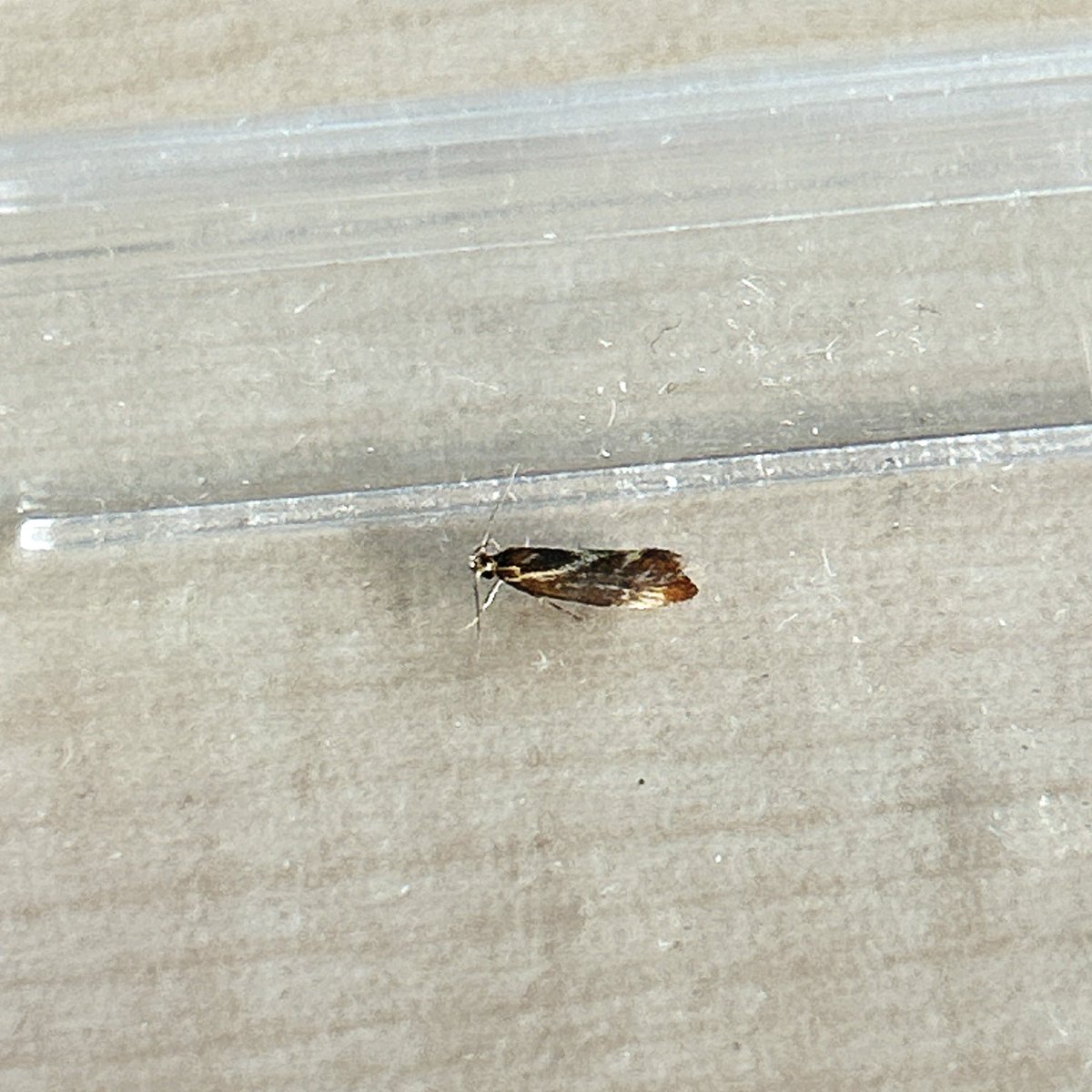 Magpie, Larch Tip Moth, Common Grass-moth, Dusky Thorn, Scarce Footman, Lesser Yellow Underwing, Mint Moth, Square-spot Rustic, Hawthorn Knot-horn, Dusky Sallow, Horse-chestnut Leaf-miner, Yellow Shell, Chinese Character &amp; Italian Bark Moth all new for the garden