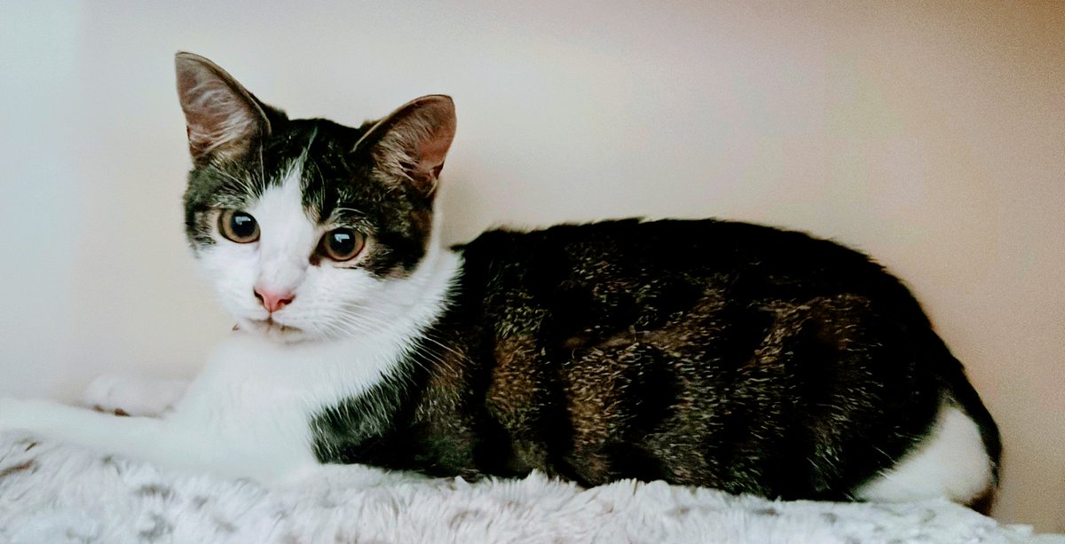 OneGrumpyGinger's tweet image. Got married at the weekend and now we've got our family unit well and truly under way. We've adopted an unwanted kitten and he's now my first born son. 🤟🏻