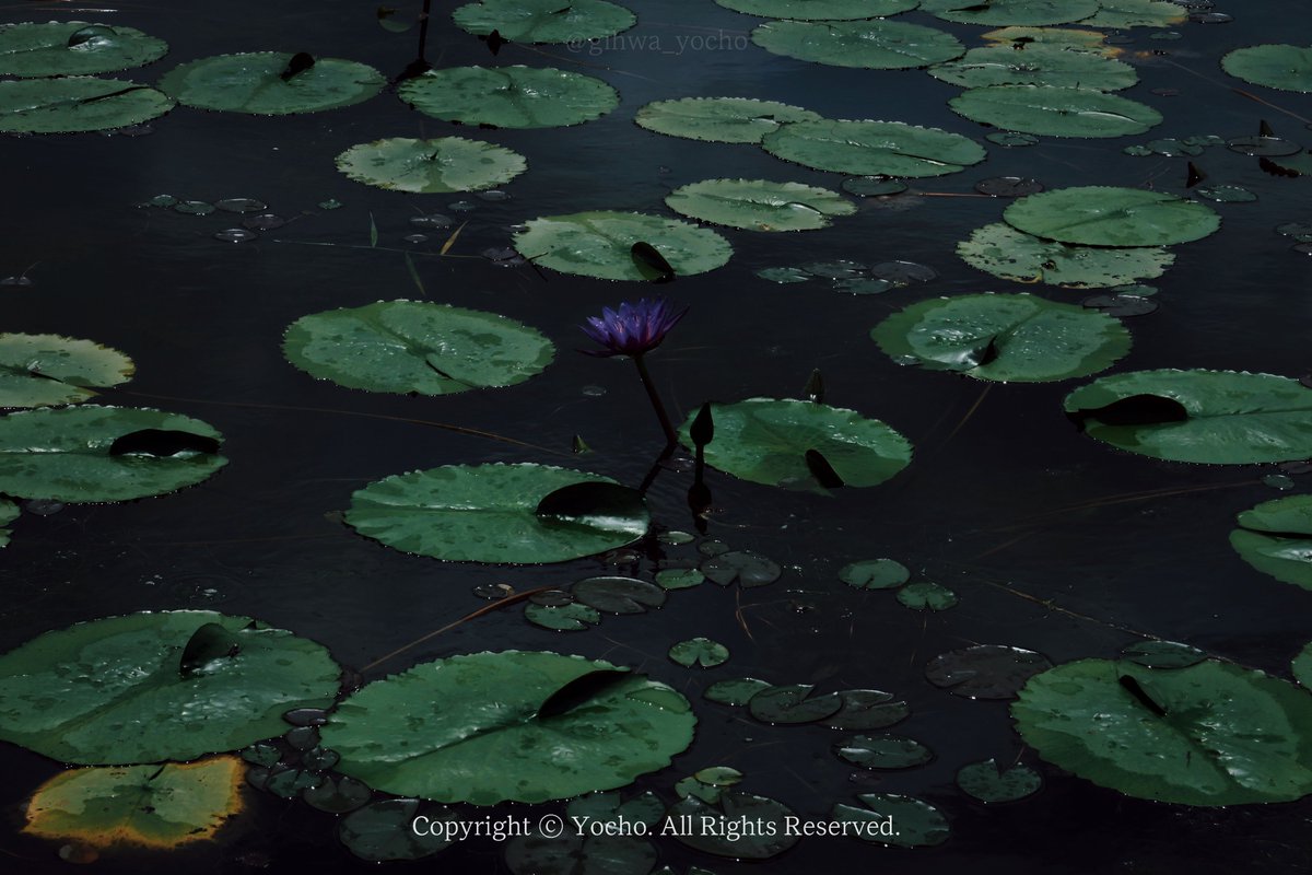 물잠자리, 수련