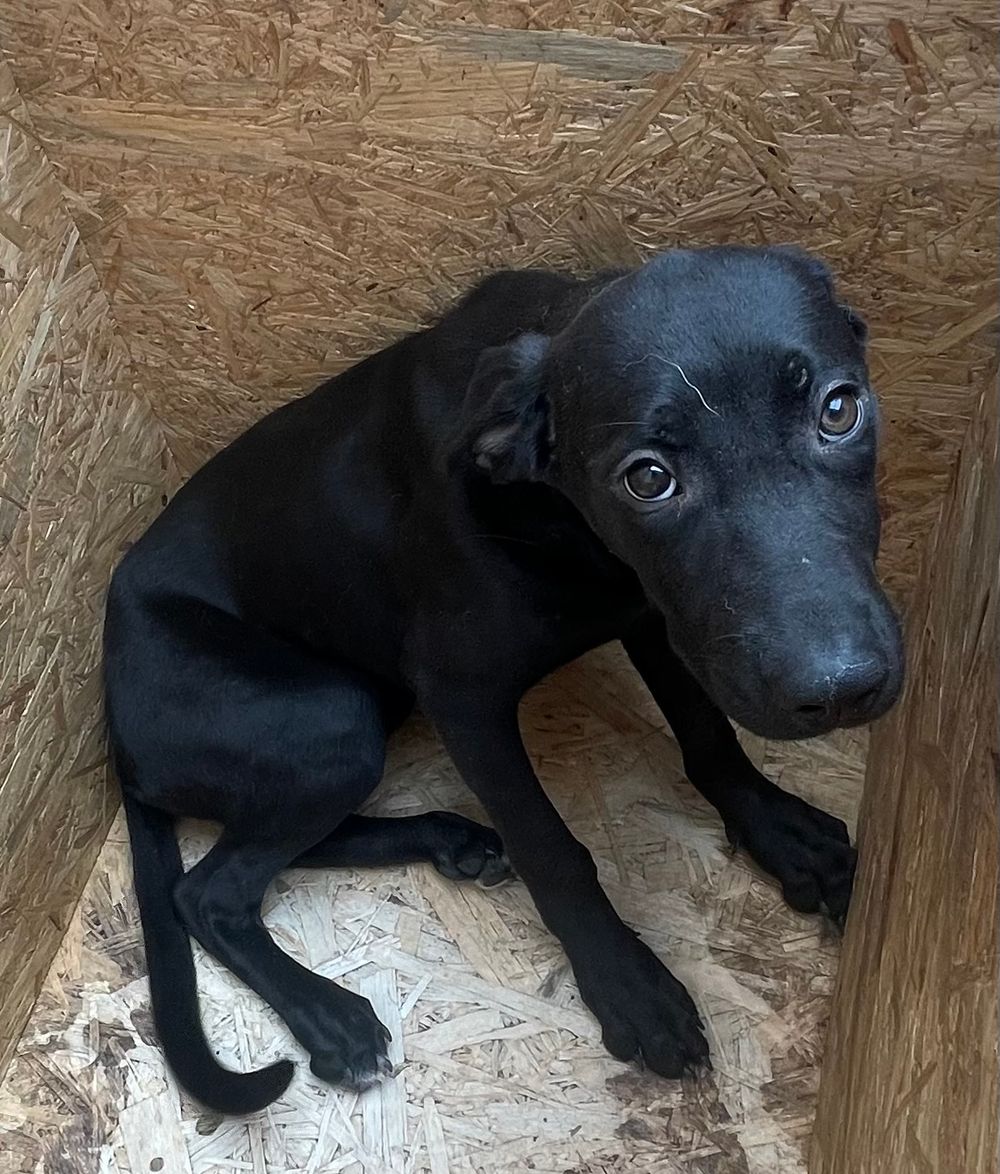 Znaleziono psa, Lublin
Rakieta Czarna Rakieta trafiła do schroniska z ul. Unii Lubelskiej
wieszgdziezwierz.pl/psy/znalezione…
#znalezionopsa #znaleziono #pies #lublin