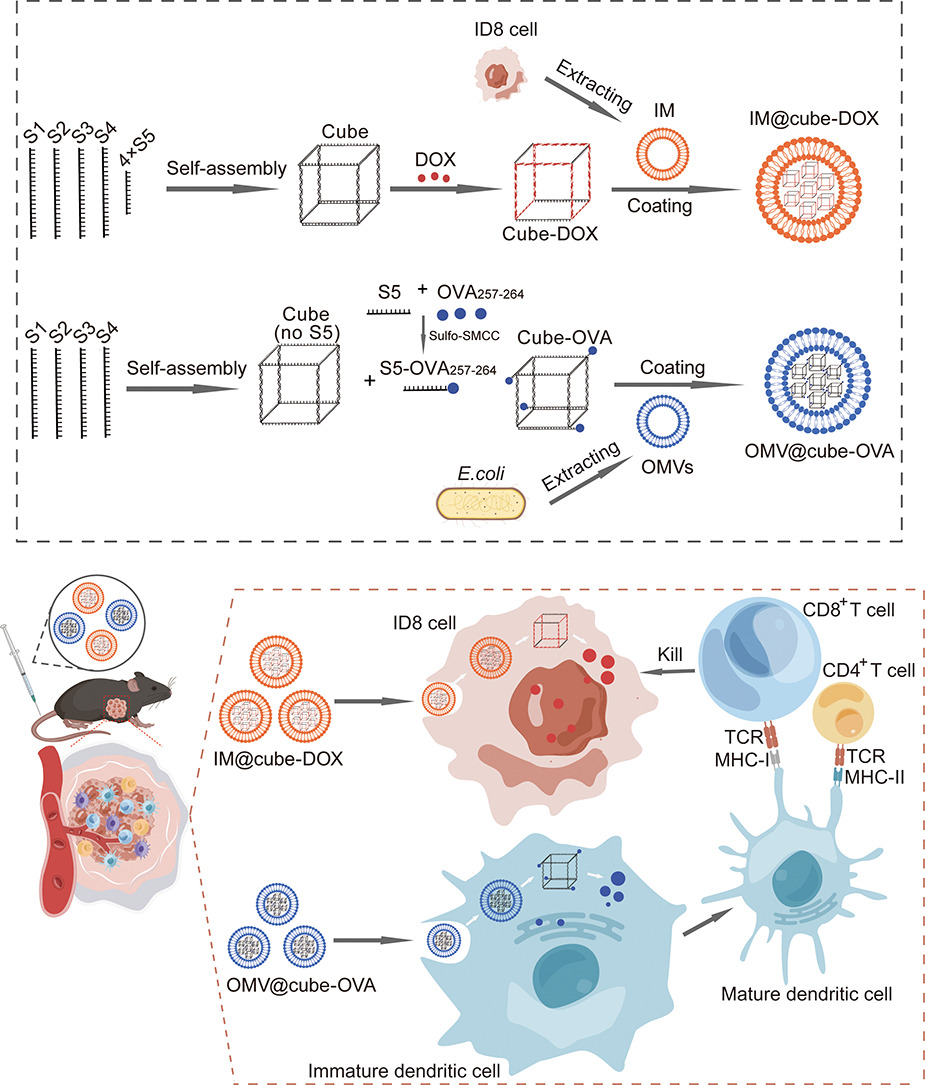 JCRnEDITORS's tweet photo. Biomimetic nanomedicine cocktail enables selective cell targeting to enhance ovarian cancer chemo- and immunotherapy.
| Nan Zhang @ZZU_China |
[50 days' free access]
#nanomedicine #CellTargeting #SelfAssembly
https://t.co/xerHaXbAFM https://t.co/bQnOuNdl9n
