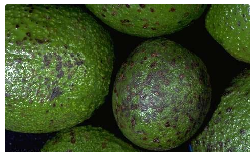 Larvae bore into the fruit, causing internal damage that often goes unnoticed until the fruit is cut open resulting to lower yields and reduced quality. FarmTrack Consulting offers eco-friendly solution for this ensuring healthier plants and more productive harvests. 0711495522