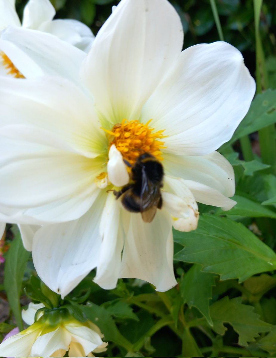 BidgwayBev's tweet photo. Dahlias and a little friend! Lovely to see lots of butterflies 🦋 around yesterday 👏 - didn't manage to get a pic this time though! #twoontuesday #GardeningX #MyGarden #dahlias 🦋🐝🌻🌼🌺🌞 https://t.co/bYJrc3l8ek