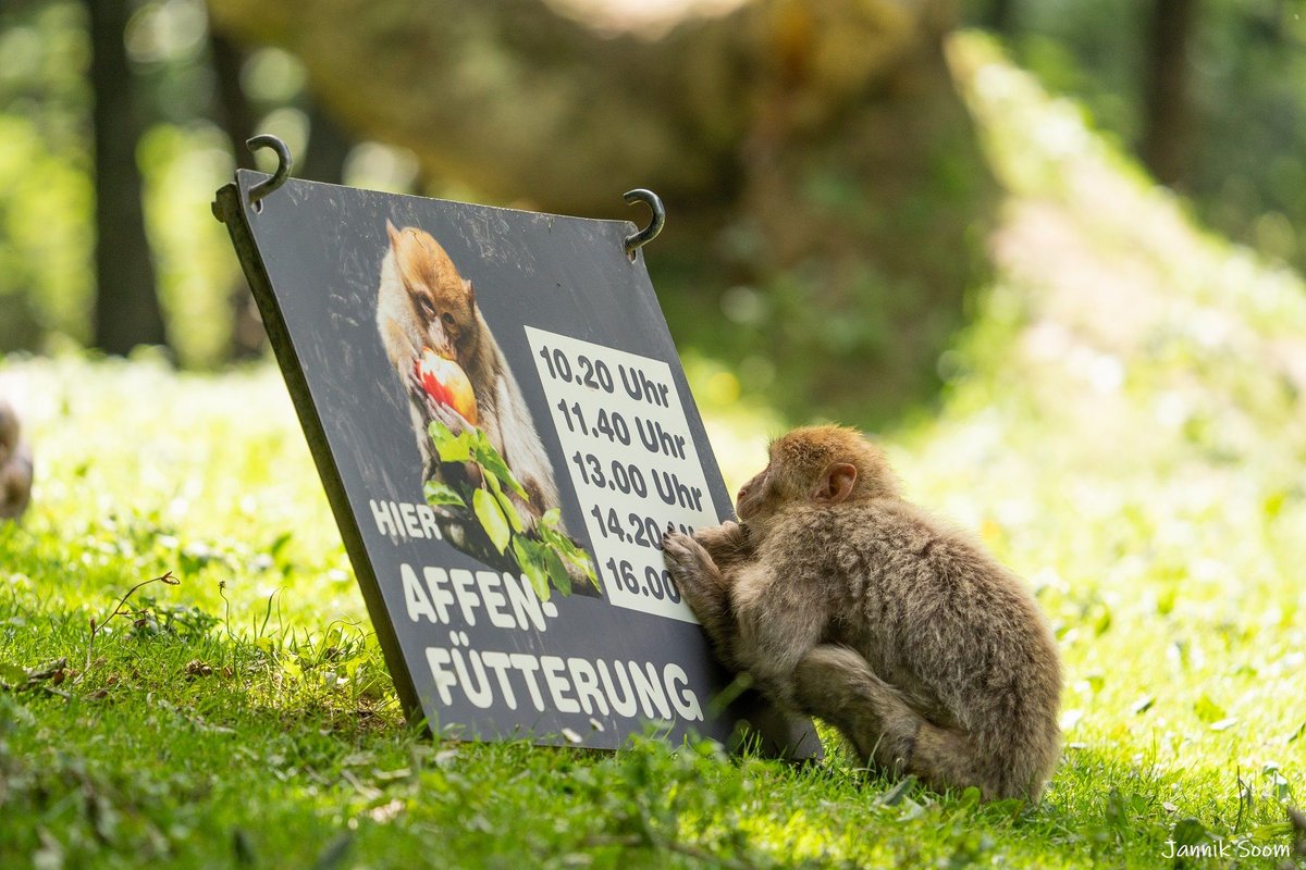 Affenbergsalem's tweet photo. Wie lange dauert es denn noch bis zur #Fütterung? 😆 🐒
Bei uns am #Affenberg gibt es im Abstand von circa 40 Minuten an verschiedenen Stellen moderierte #Affenfütterungen mit spannenden #Informationen aus dem Leben der #Berberaffen. https://t.co/0rwiFqO9bK